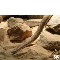 گونه کور مار تارتاری Tatar Sand Boa